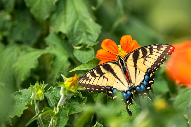 Papillon machaon dans le Wisconsin