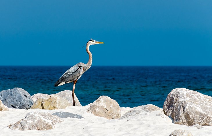 A heron on the Alabama gulf coast