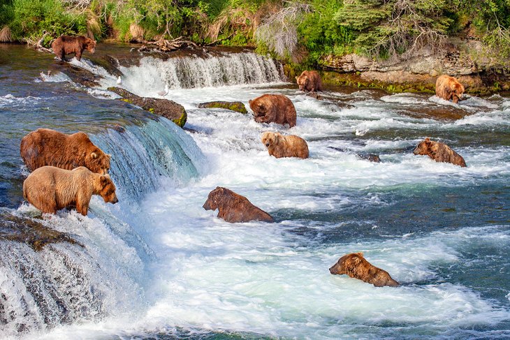 Grizzly bears fishing for salmon at Brooks Falls