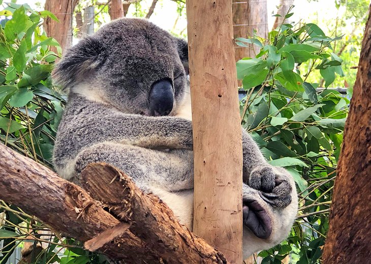 Koala Hospital in Port Macquarie