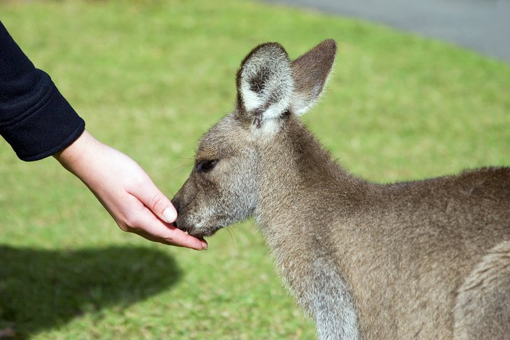Hand-feeding a kangaroo at Australia Zoo