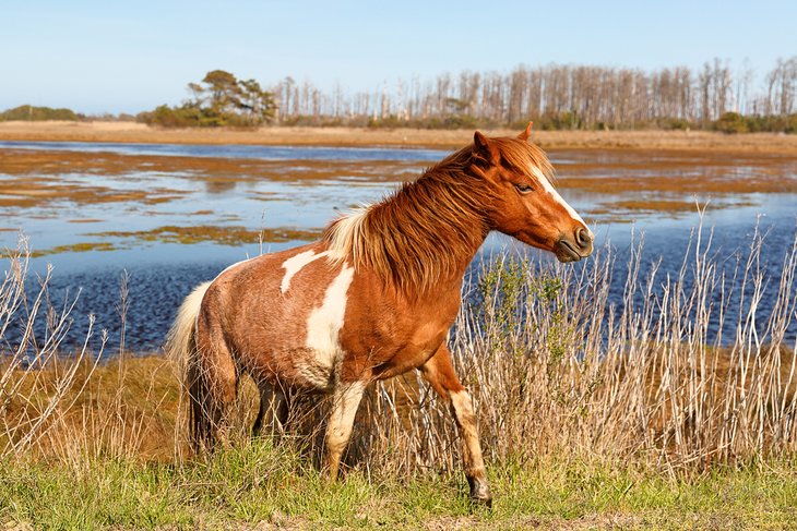 Wild horse in the Chincoteague National Wildlife Refuge