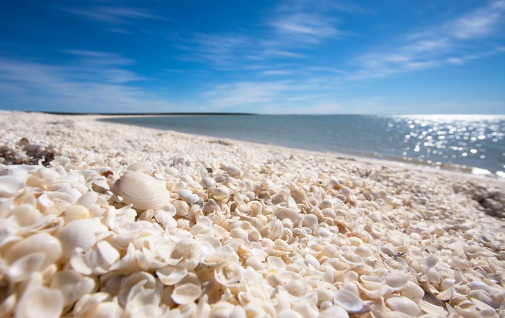 Shell Beach on Shark Bay, Australia