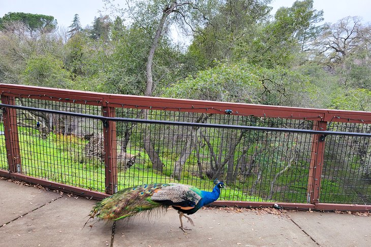 Peacock at the Folsom City Zoo Sanctuary