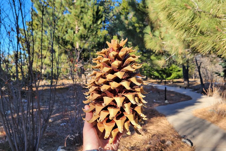 Heaps Peak Arboretum 