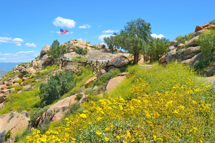 Flowers on Mount Rubidoux, Riverside