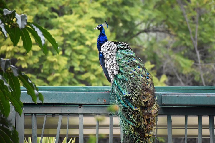 Peacock at the Los Angeles County Arboretum