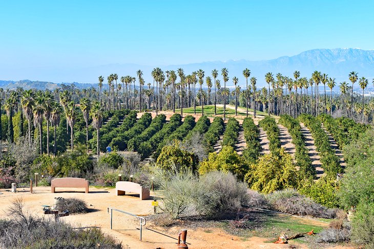 Palm trees at the California Citrus State Historic Park