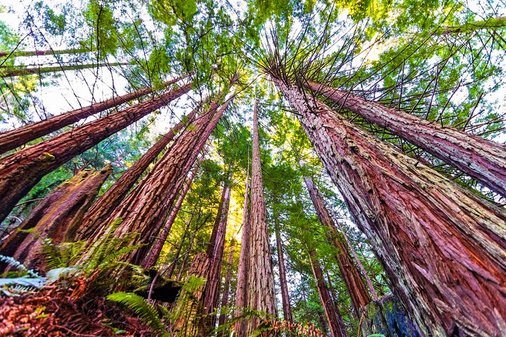 Purisima Creek Redwoods Open Space Preserve near Woodside