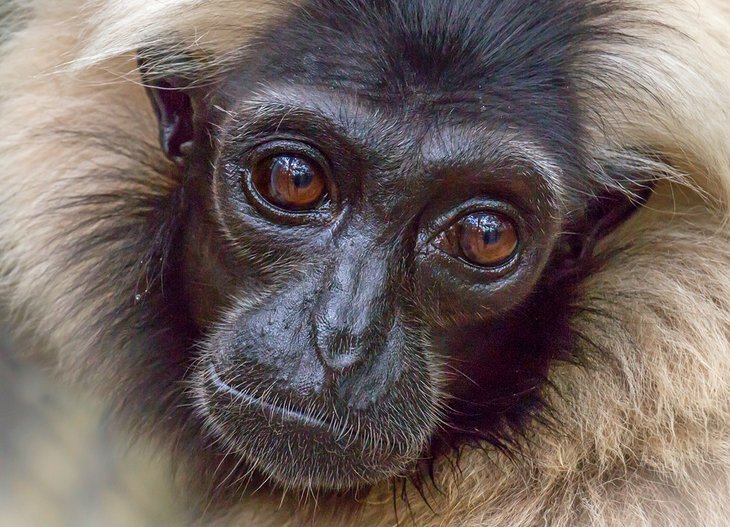 Portrait of a pileated gibbon