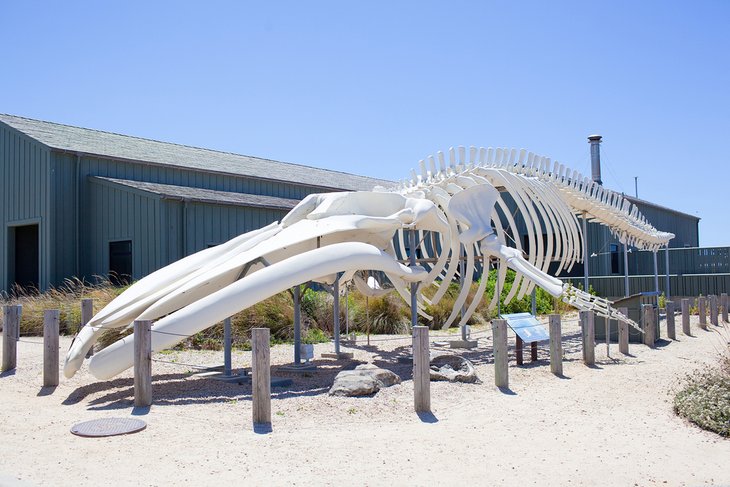 Blue whale skeleton at the Seymour Marine Discovery Center
