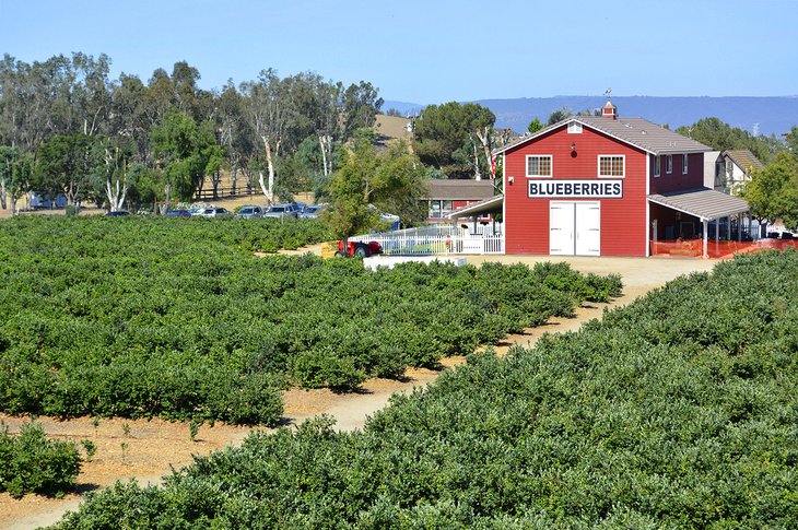 Blueberry farm in Temecula