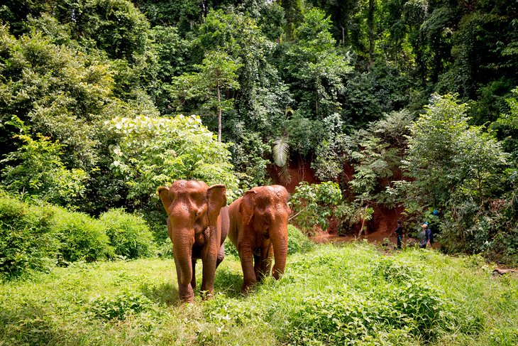 Mundulkiri's Elephant Valley Project