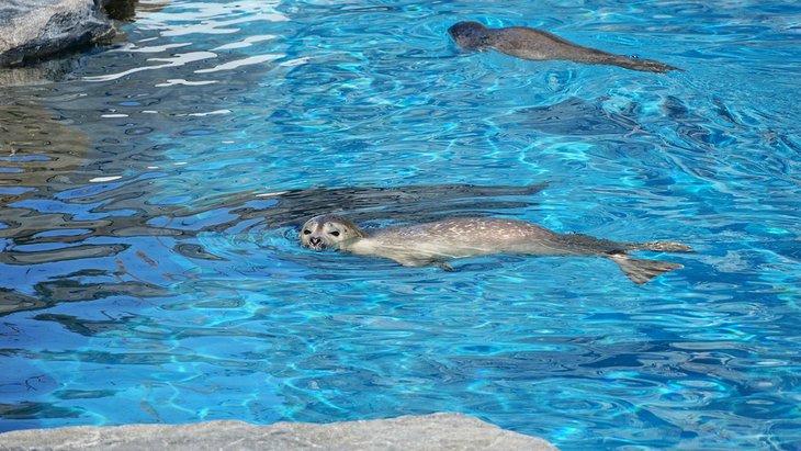 Seals at the Mystic Aquarium