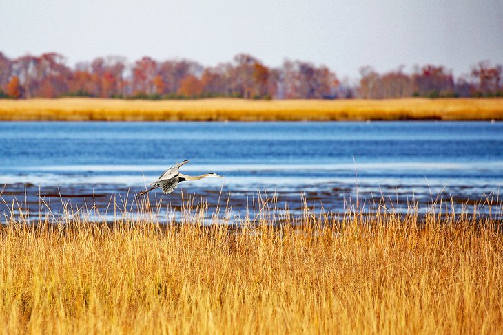 Bombay Hook National Wildlife Refuge