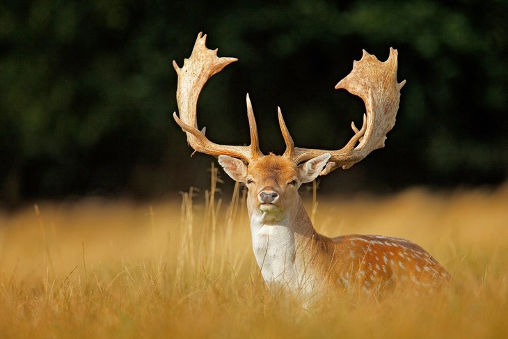 Fallow deer in Jægersborg Deer Park