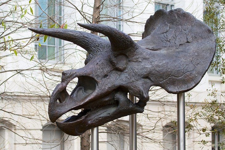 Dinosaur skull outside the National Museum of Natural History