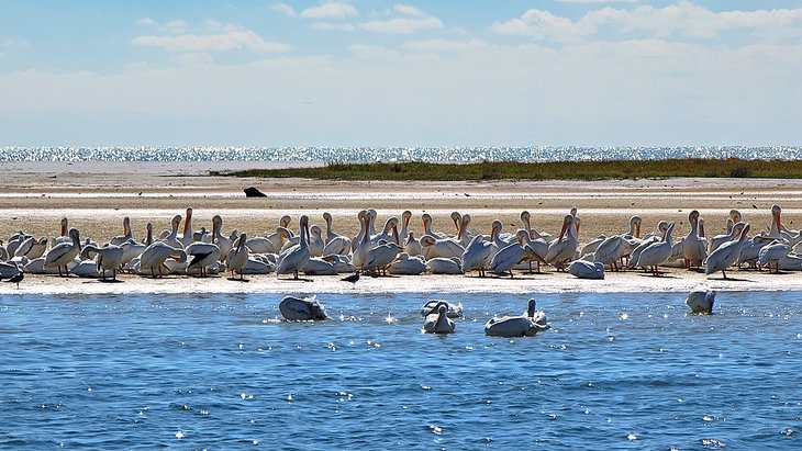 Pelicans at North Beach in Fort De Soto Park