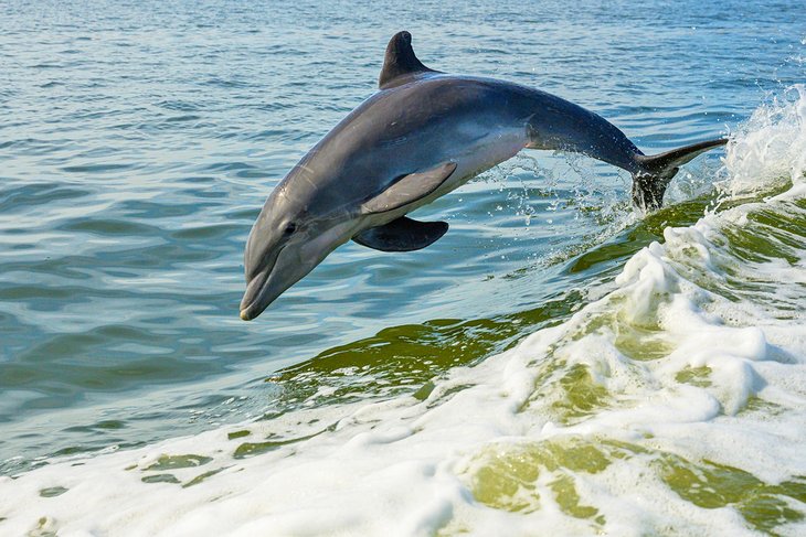 Dolphin jumping on a dolphin tour
