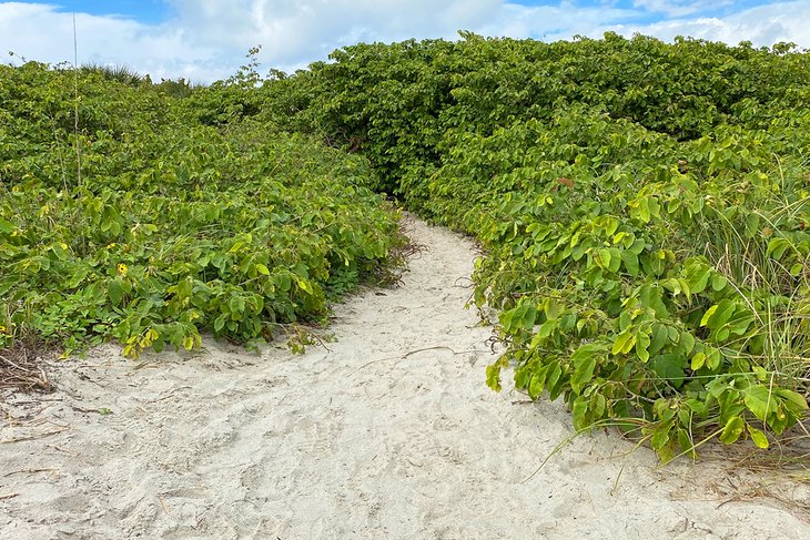 Beach path at Lori Wilson Park