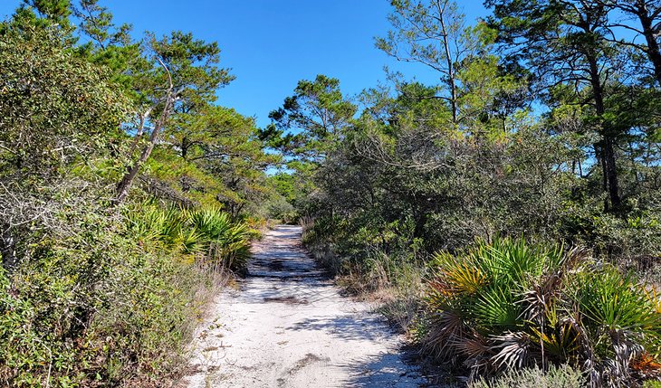 A trail in Topsail Hill Preserve