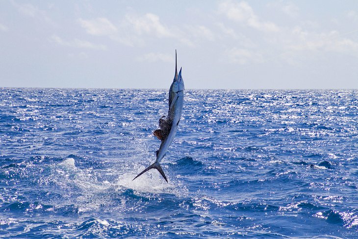 Leaping sailfish