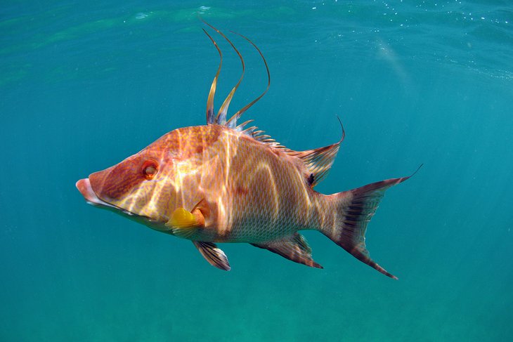 Hogfish seen while snorkeling in Florida