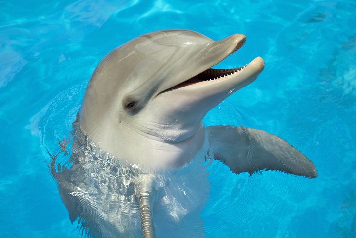 Curious dolphin