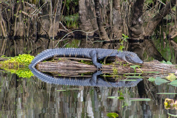 Alligator resting on log in Six Mile Cypress Slough Preserve