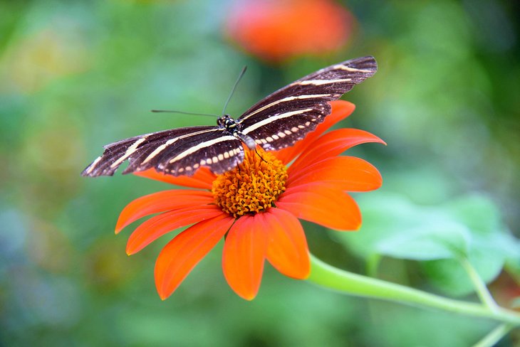 Butterfly Rainforest in Gainesville, FL