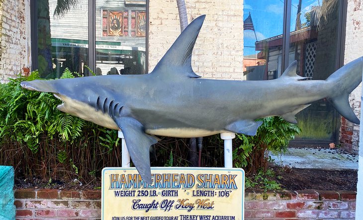 Requin marteau à l'aquarium de Key West