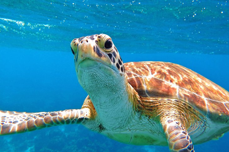 Curious sea turtle