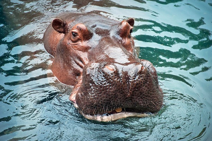 Hippos are a popular attraction at Gulf Breeze Zoo.