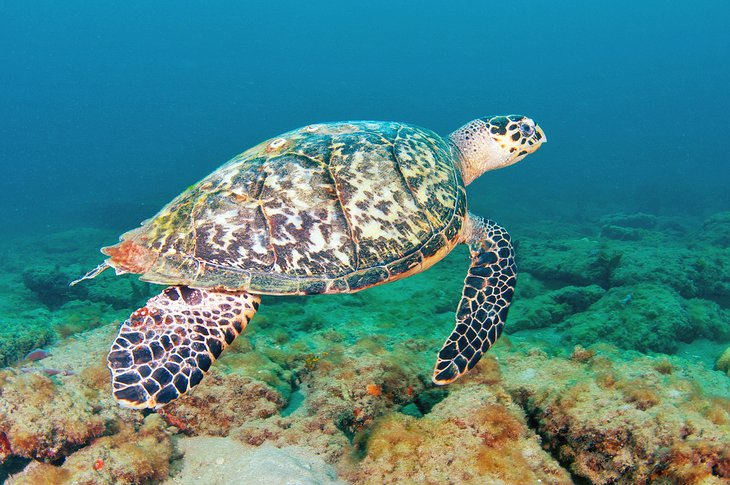 Hawksbill Turtle