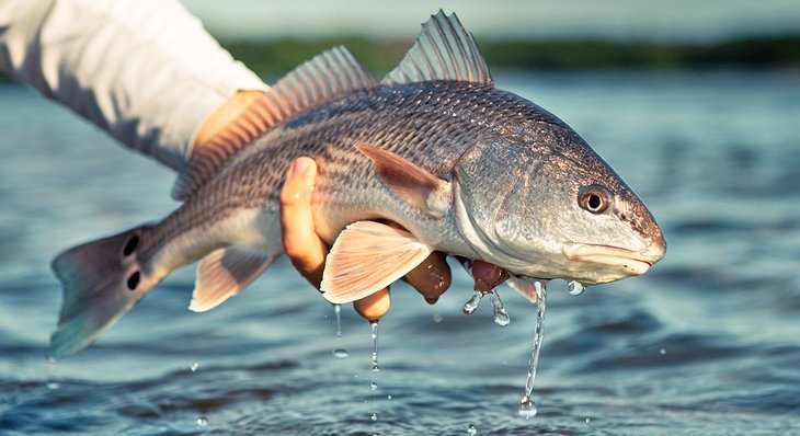 Redfish is a popular catch in Santa Rosa Sound.