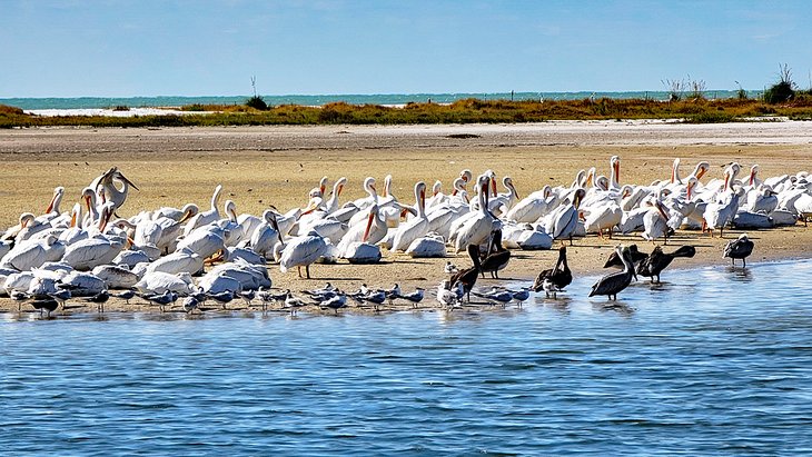 Pelicans and shorebirds at Fort De Soto Park