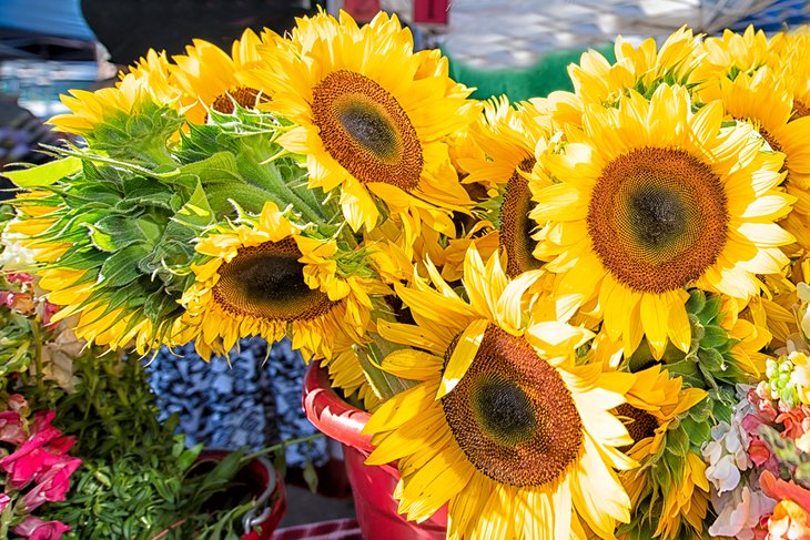 Sunflowers for sale at the St. Petersburg Saturday Morning Market