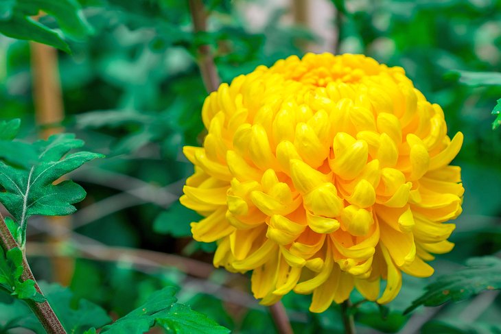 Chrysanthemum in the Columbus Botanical Garden