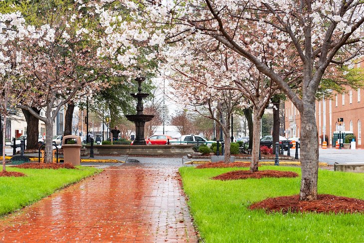 Cherry blossoms in Macon