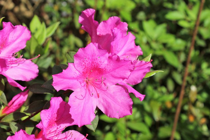 Azaleas in Valdosta