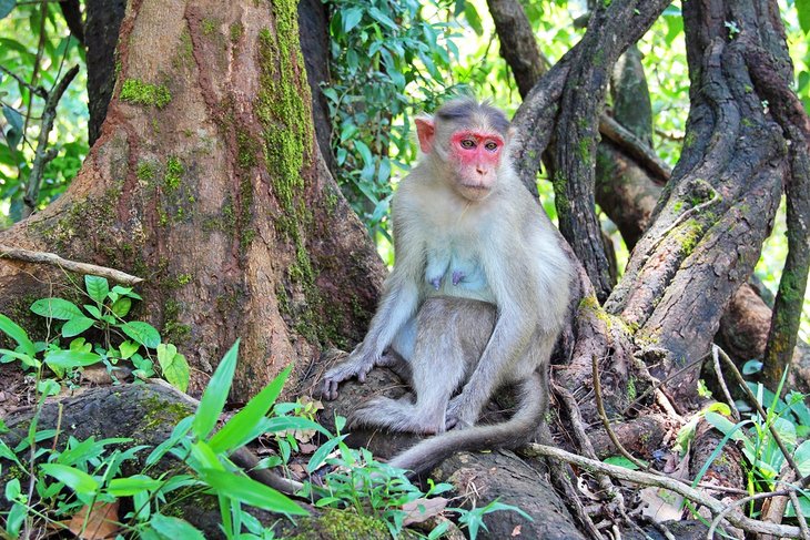 Macaque in the Bhagwan Mahavir Wildlife Sanctuary