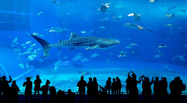 Whale shark in the Okinawa Churaumi Aquarium