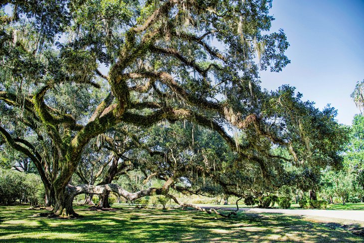 Live oaks draped in Spanish moss on Avery Island