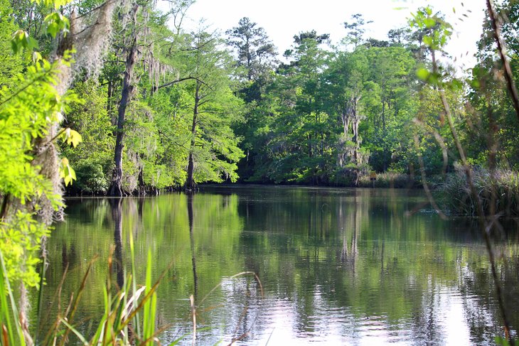 Bayou in Slidell, Louisiana