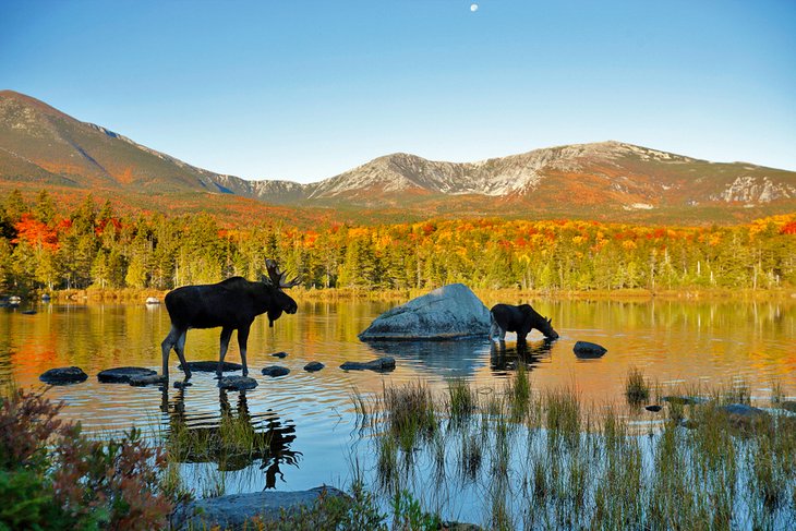 Two moose in a pond in Baxter State Park