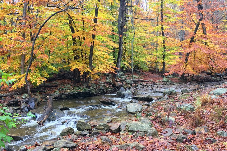 Feuillage d'automne dans le parc d'état de Cunningham Falls