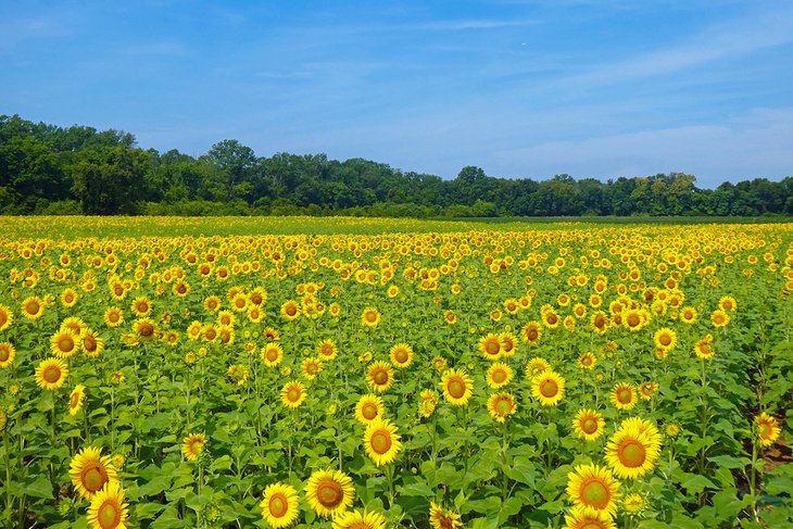 Field of wildflowers at McKee Beshers Wildlife Management Area