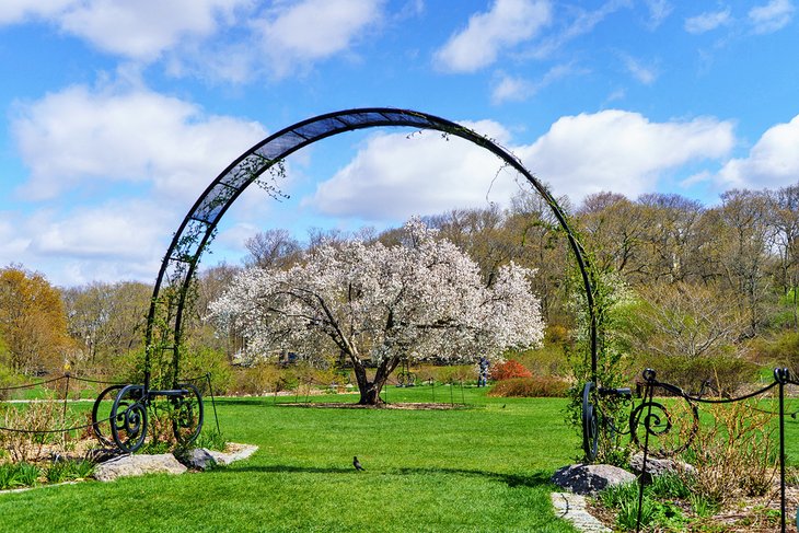 Spring at the Arnold Arboretum