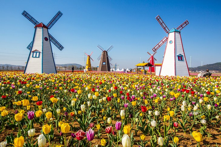 Tulips and windmills in Holland, Michigan