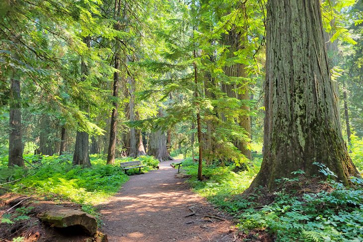 Ross Creek Cedars Scenic Area